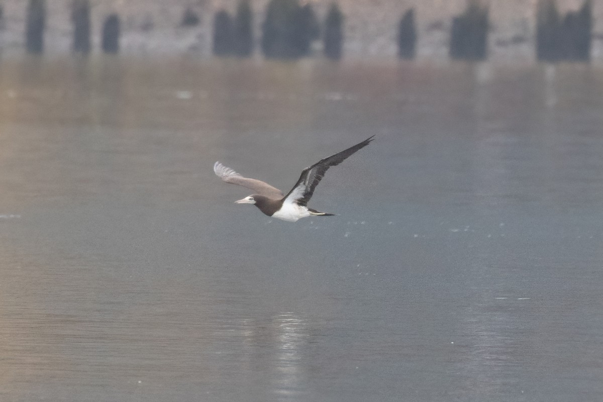 灰頭鰹鳥 - ML645558801