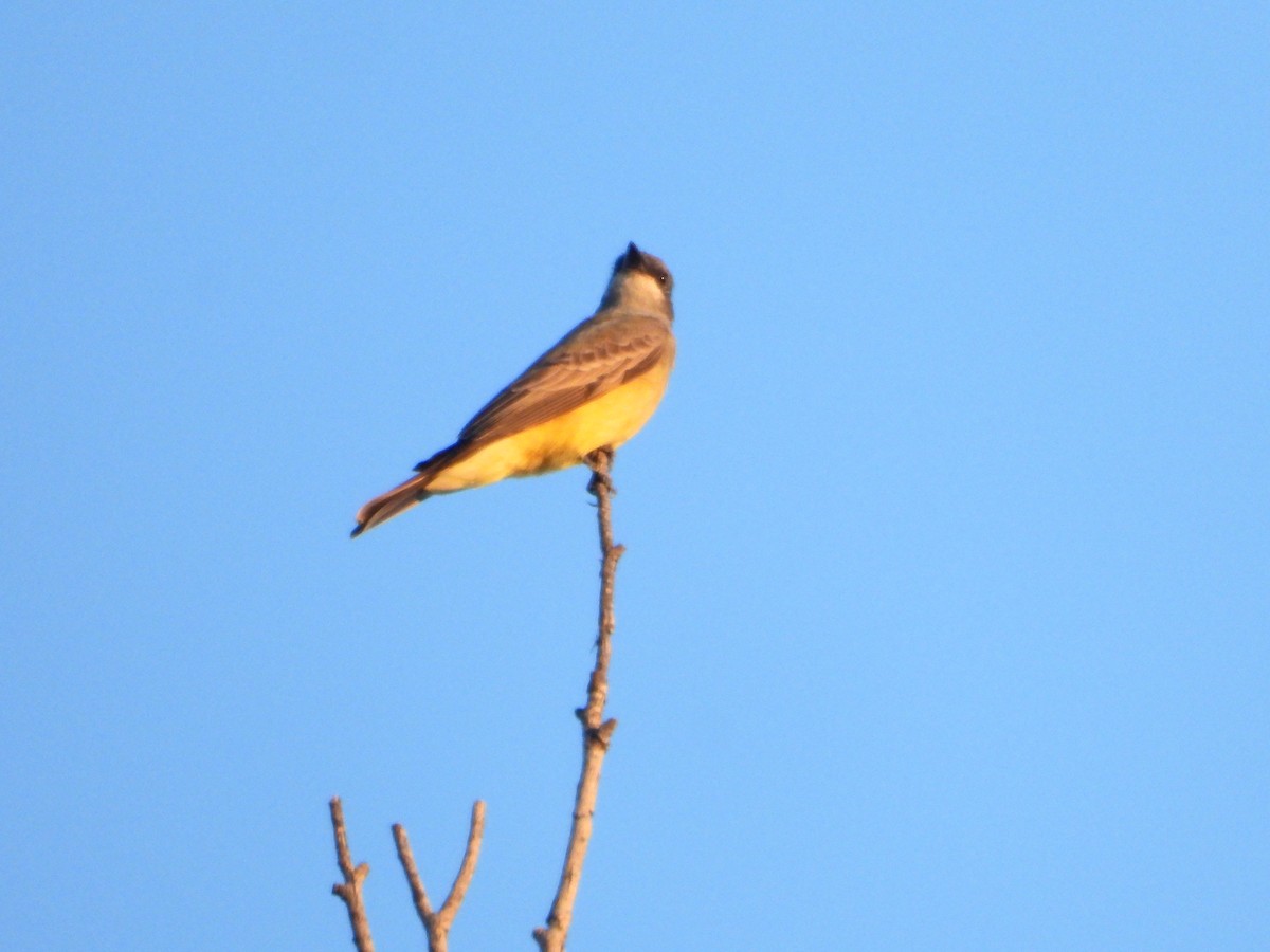 Cassin's Kingbird - ML645558805
