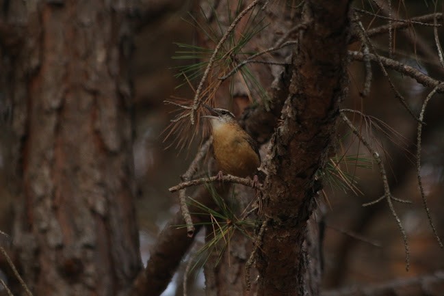Carolina Wren - ML645558807