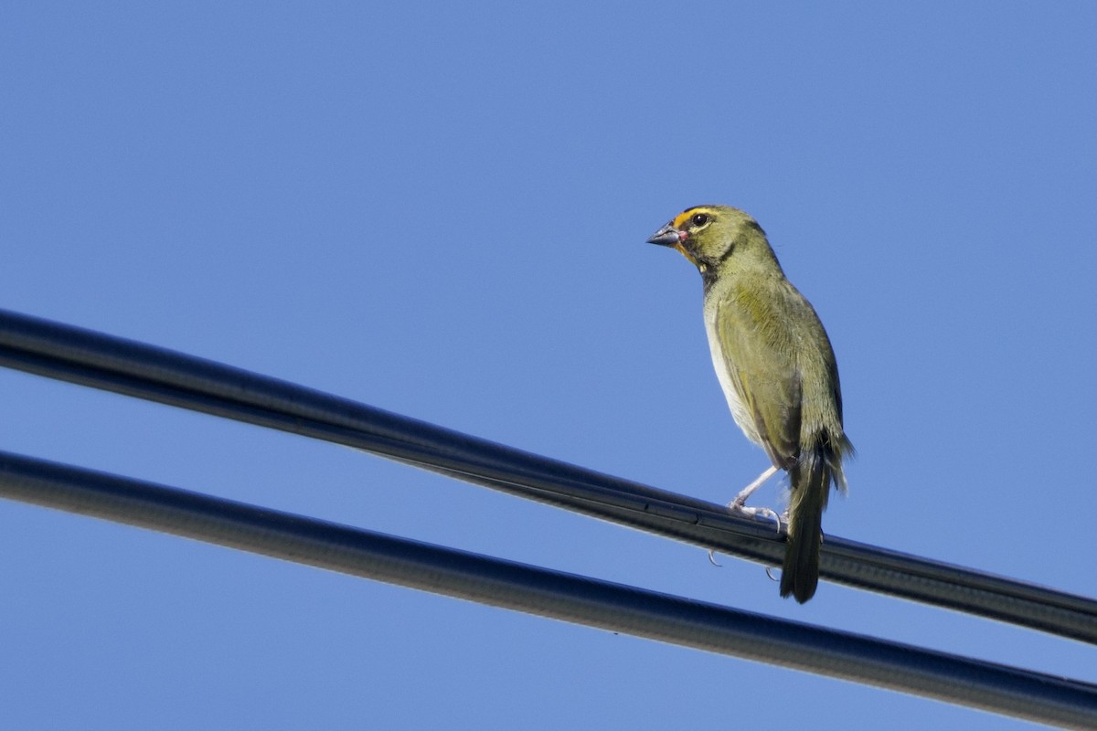 Yellow-faced Grassquit - ML645558808