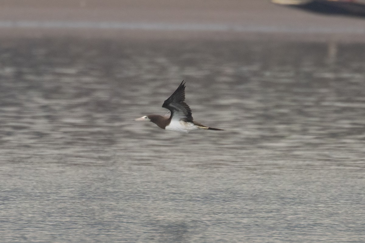 灰頭鰹鳥 - ML645558809