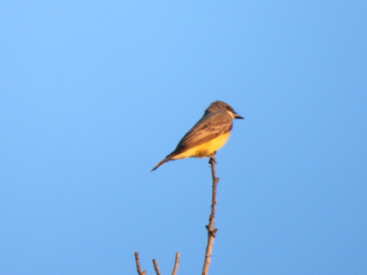 Cassin's Kingbird - ML645558811