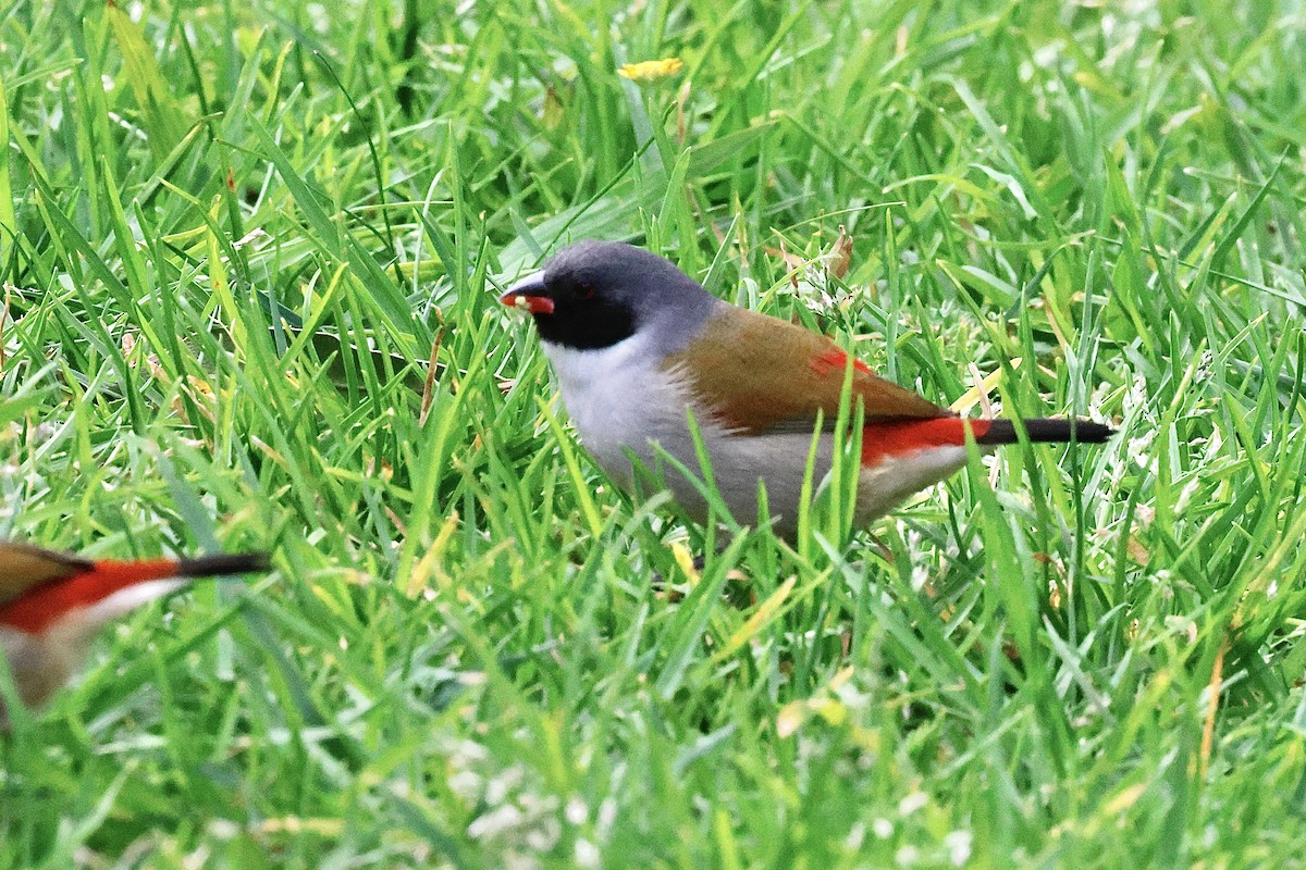 Swee Waxbill - ML645558812