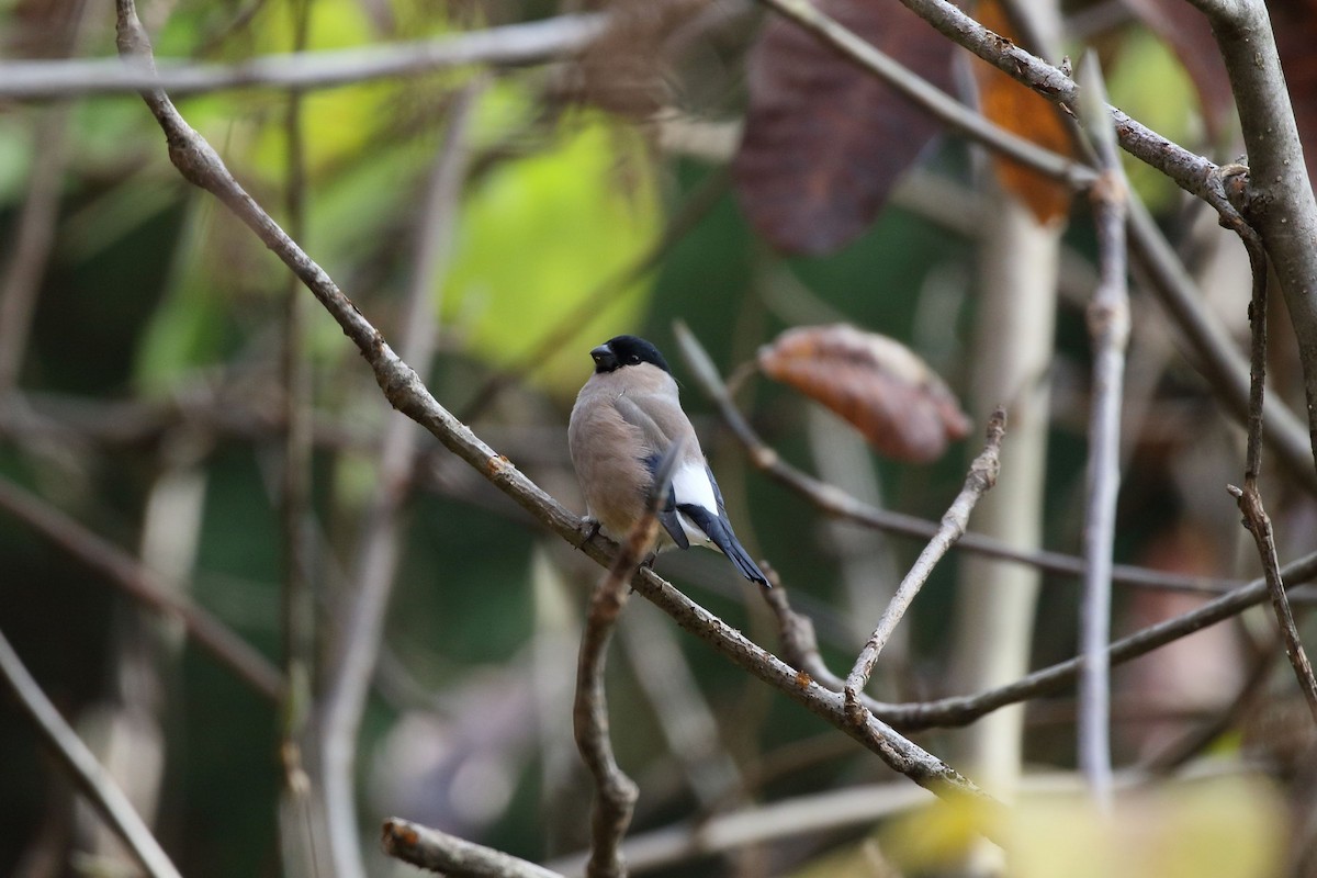 Eurasian Bullfinch - ML645558817