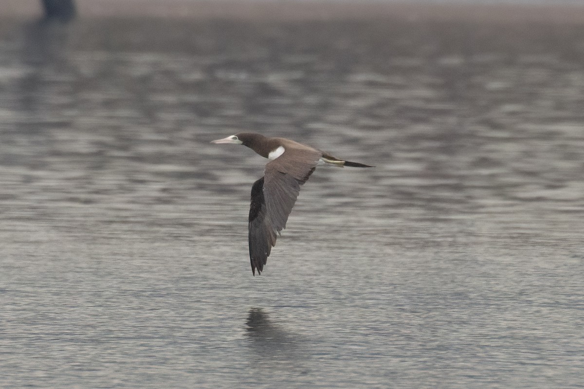 灰頭鰹鳥 - ML645558821