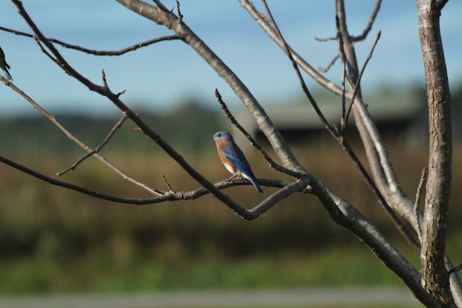 Eastern Bluebird - ML645558827
