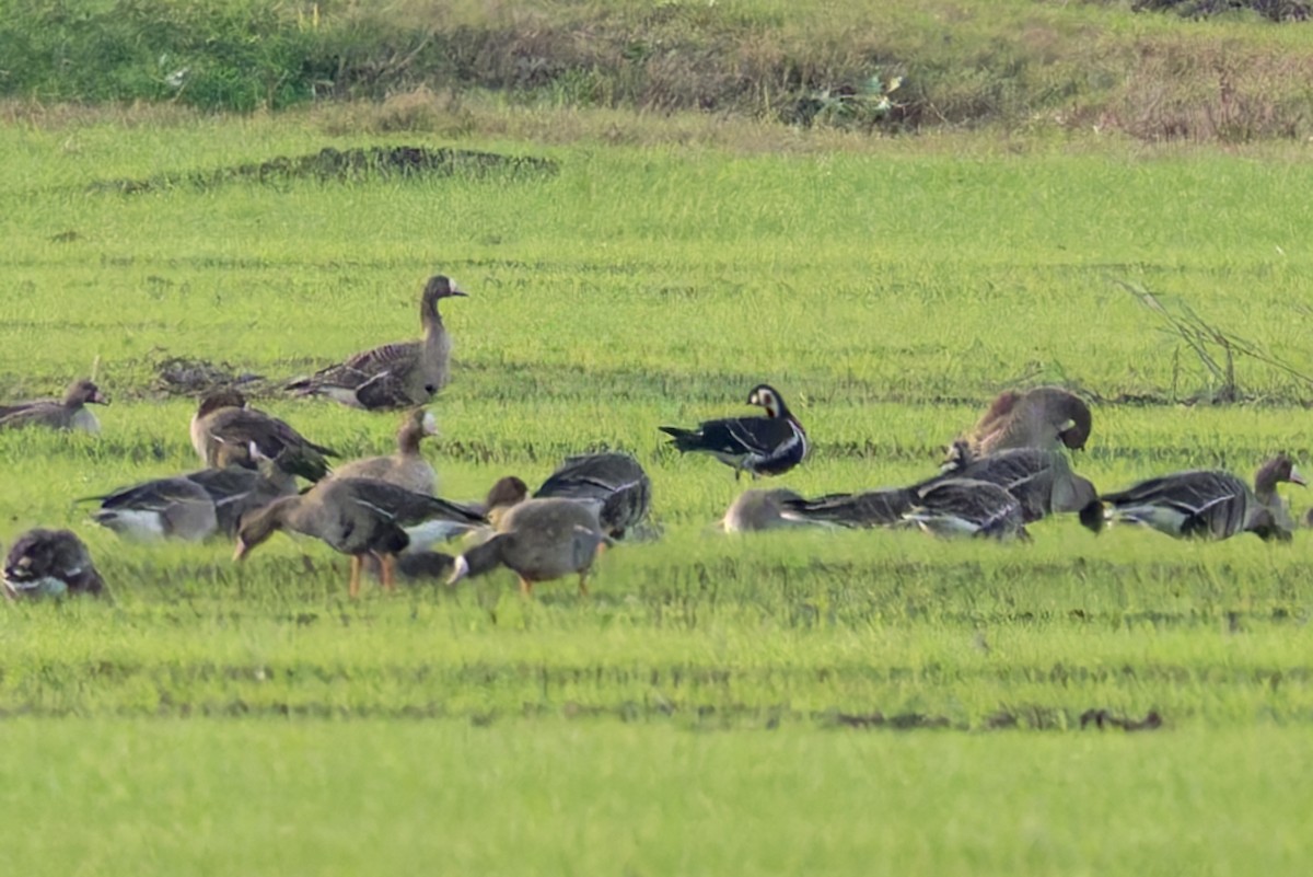 Red-breasted Goose - ML645558834