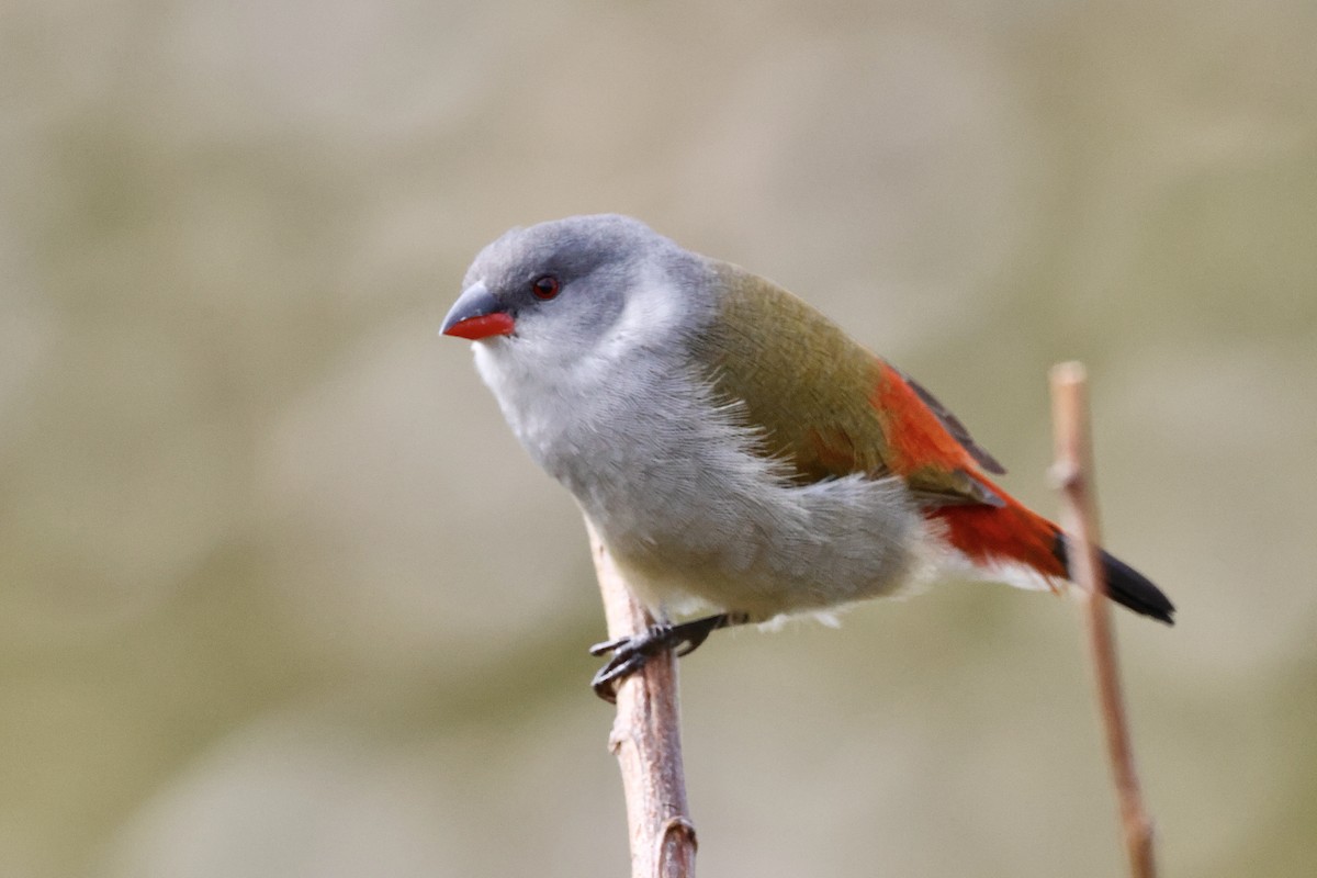Swee Waxbill - ML645558835