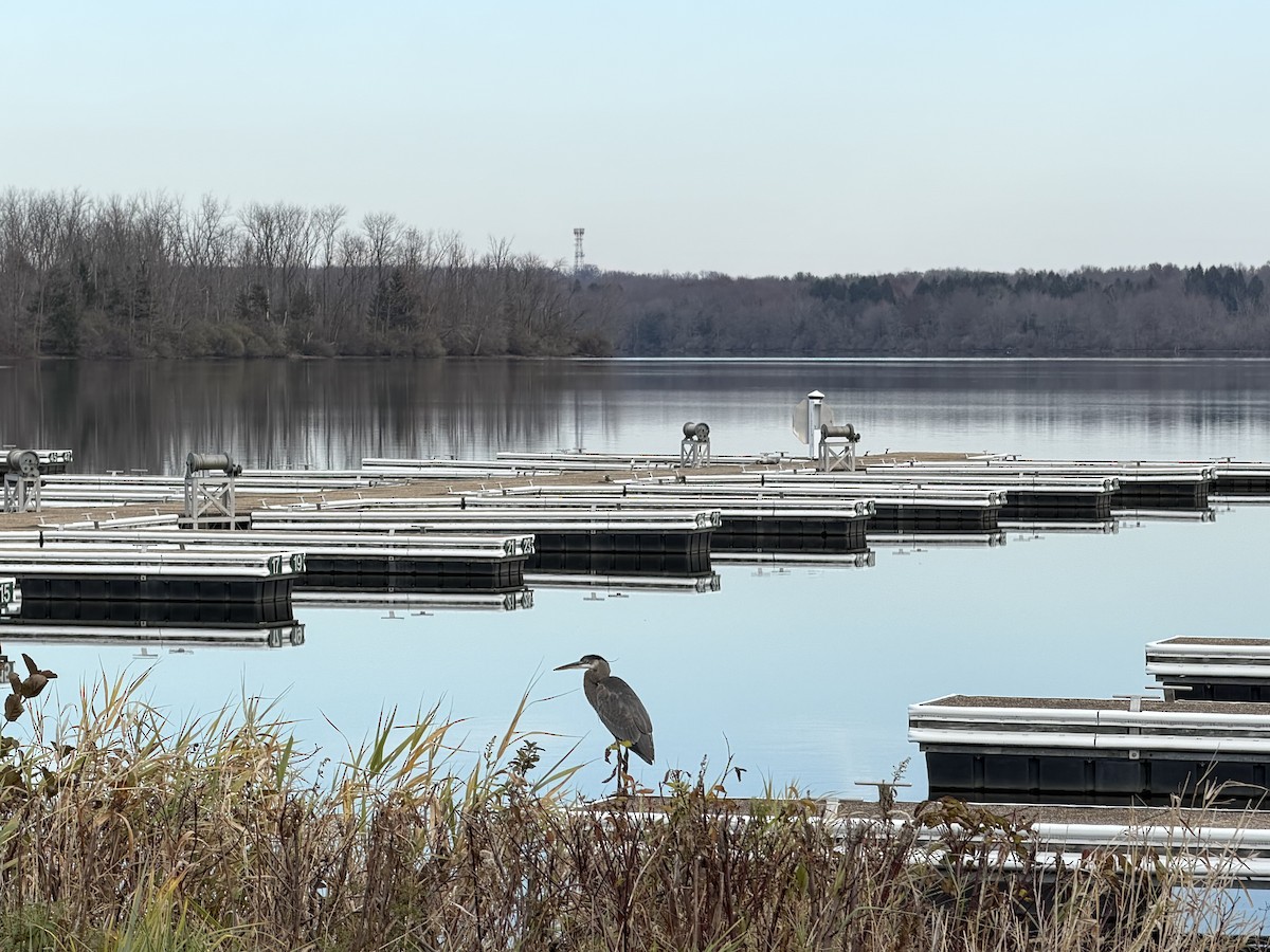 Great Blue Heron - ML645558838