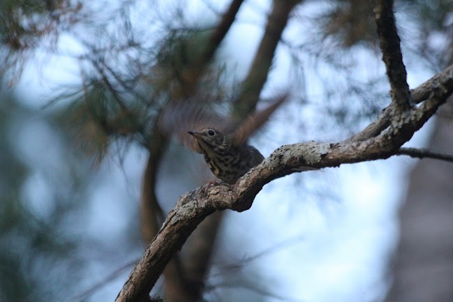 Tordo di Pallas - ML645558841