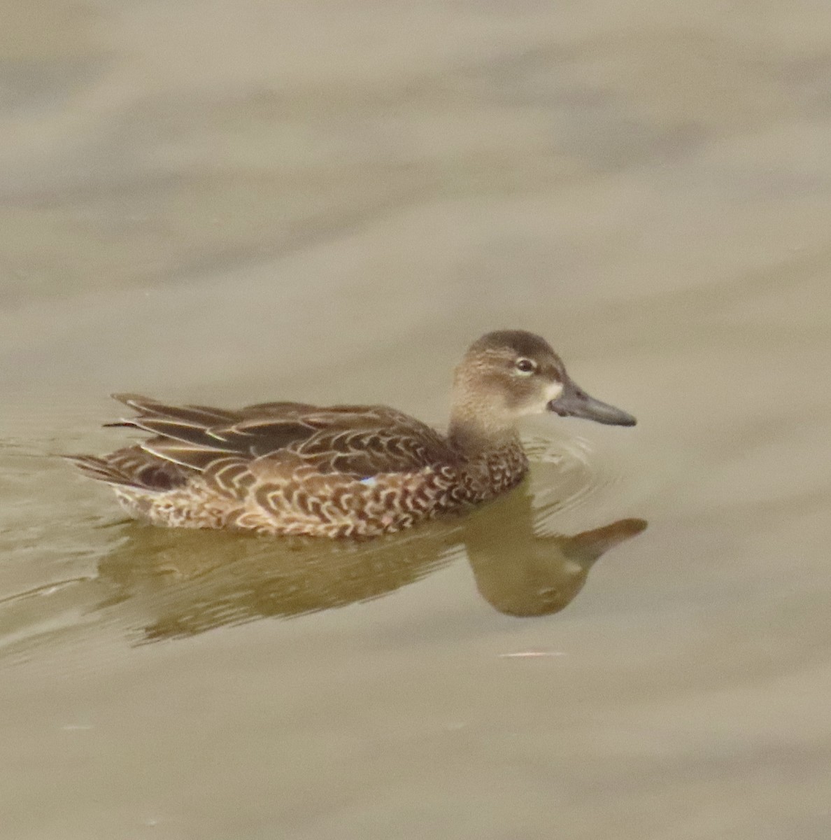 ミカヅキシマアジ - ML645558845