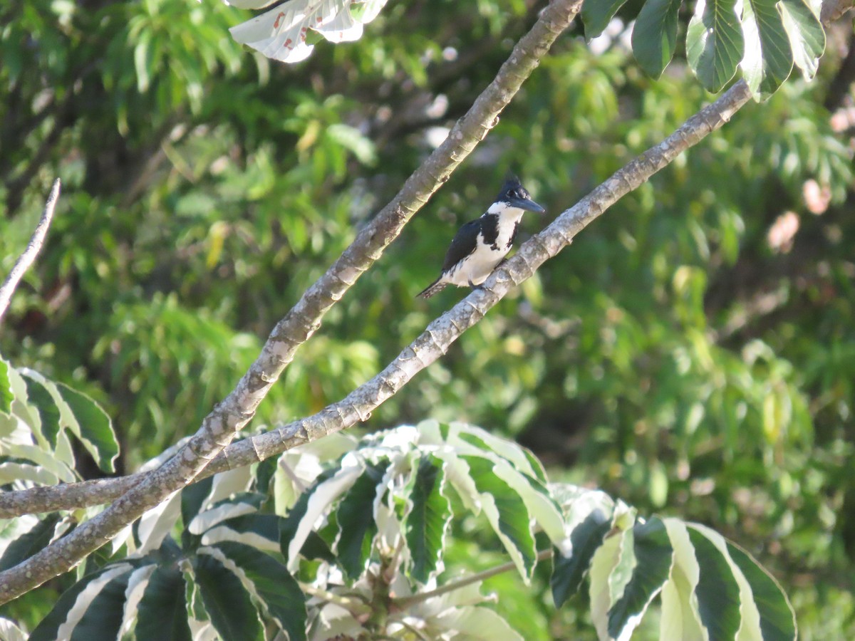 Amazon Kingfisher - ML645558849