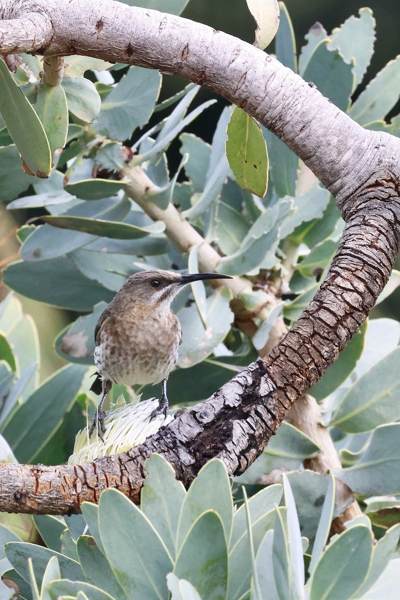 Cape Sugarbird - ML645558869