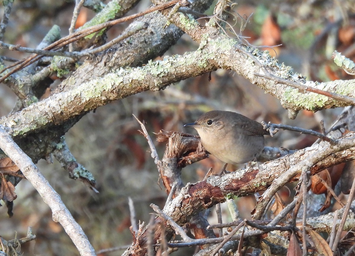 Northern House Wren - ML645558873