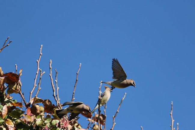 Cedar Waxwing - ML645558874