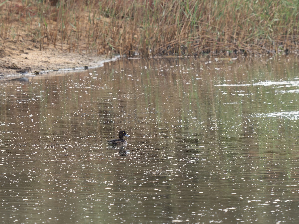polák chocholačka - ML645558875