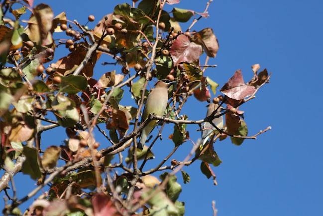 Cedar Waxwing - ML645558877