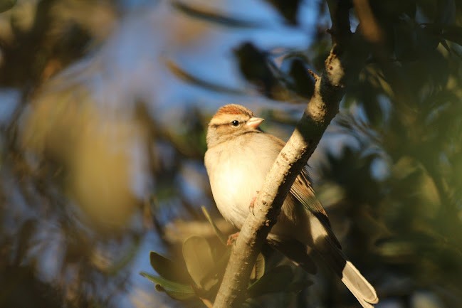 Chipping Sparrow - ML645558887