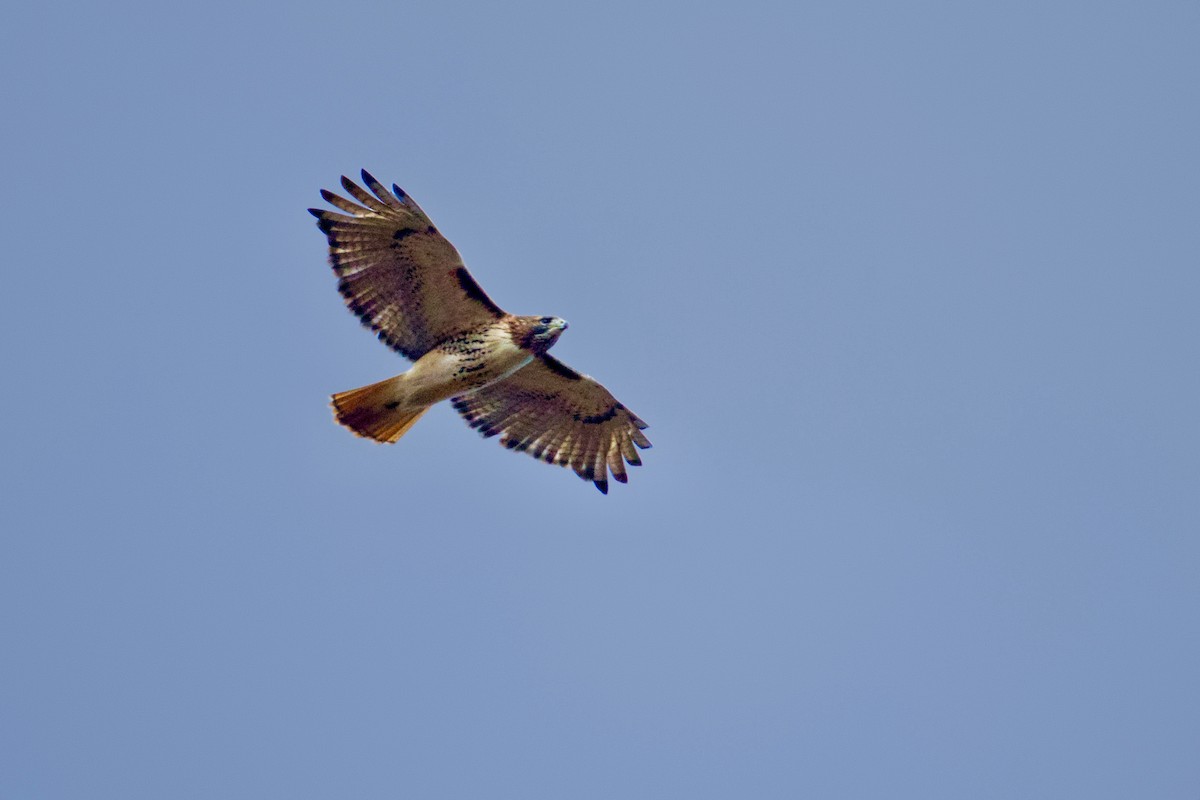 Red-tailed Hawk - ML645558888