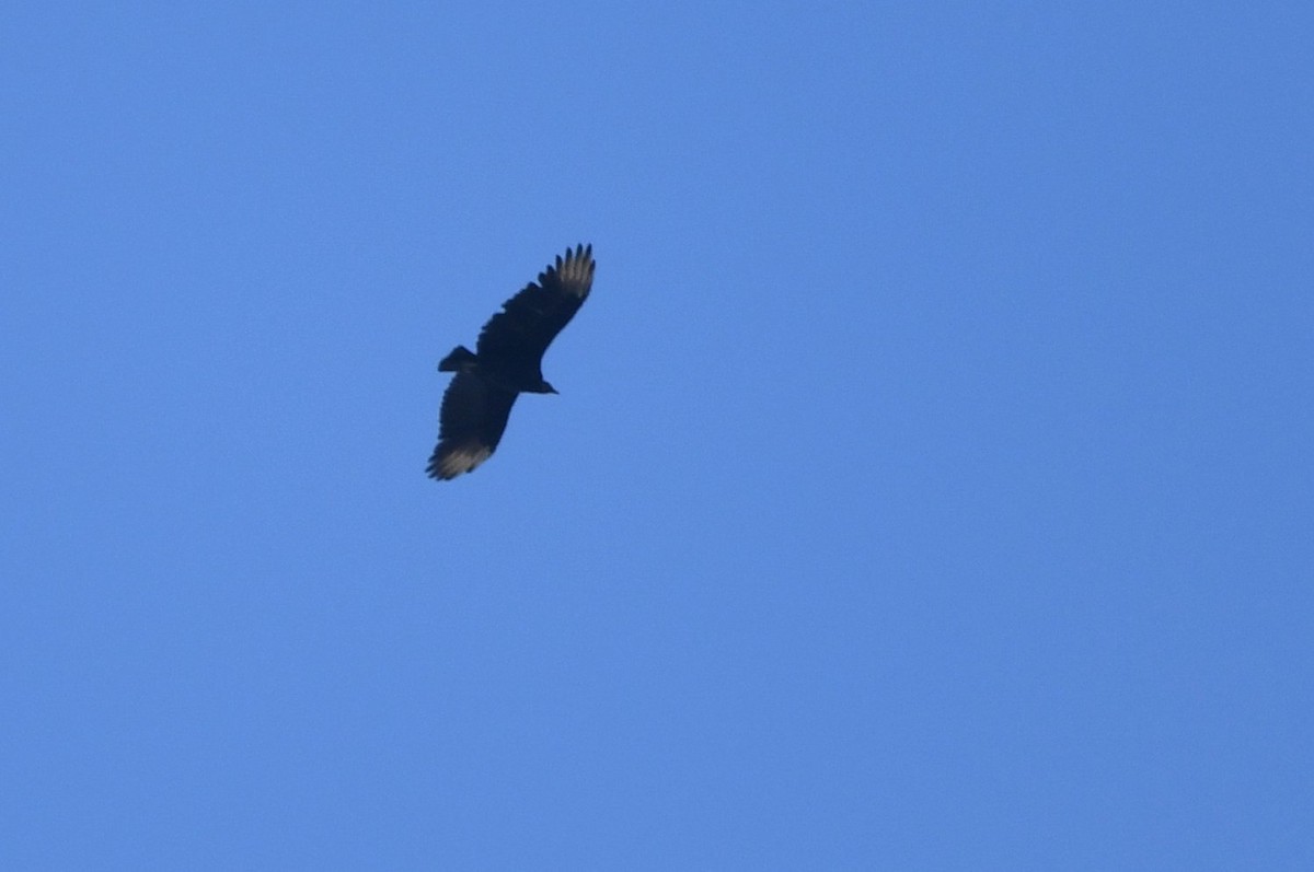 Black Vulture - ML645558900