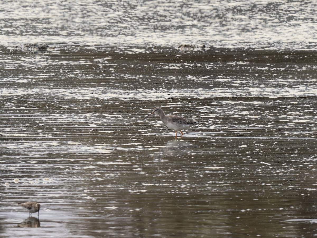 vodouš tmavý - ML645558906