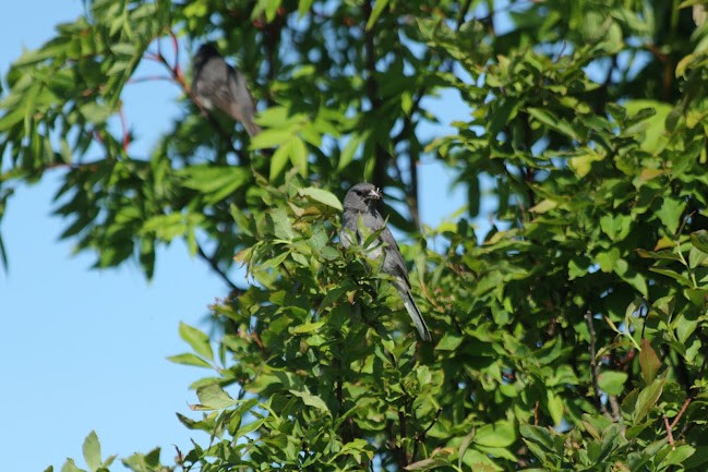 Dark-eyed Junco - ML645558909