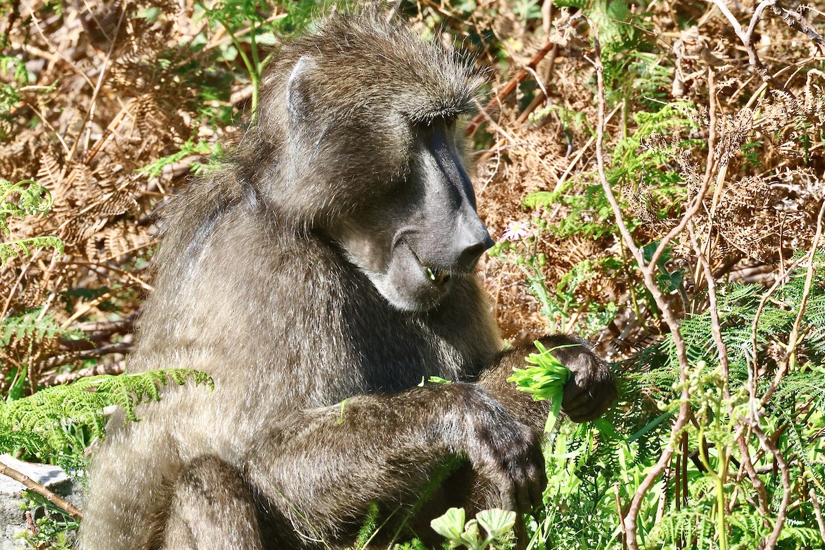 Chacma Baboon - ML645558918