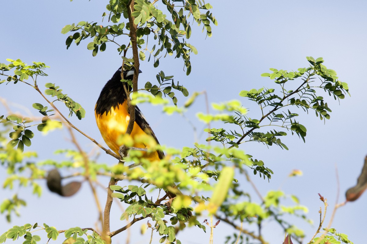 Venezüela Turpiyalı - ML645558919