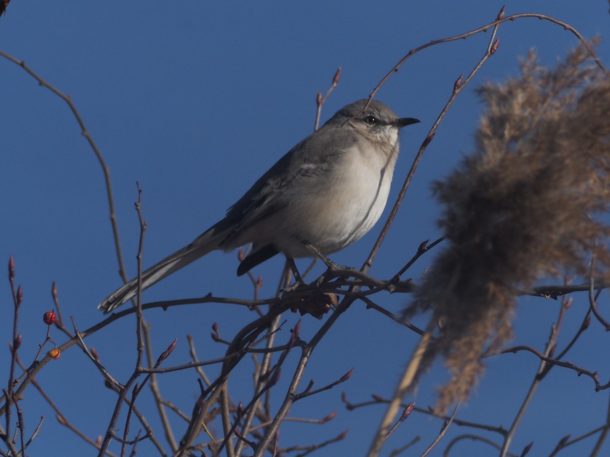 Kuzeyli Taklitçi - ML645558924