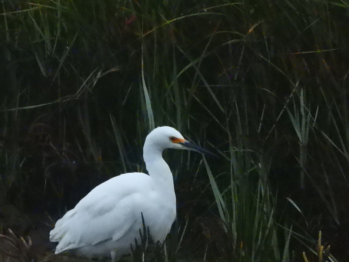 Snowy Egret - ML645558929