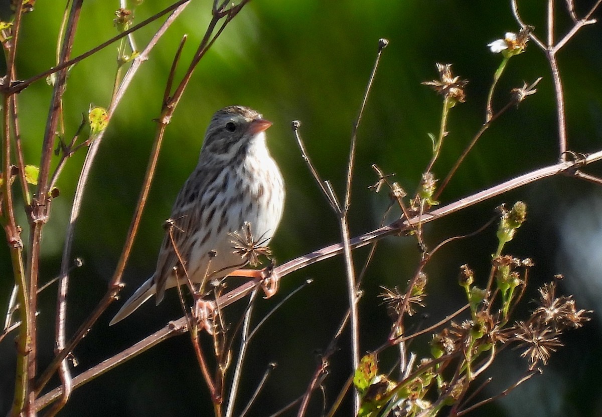 Savannah Sparrow - ML645558931