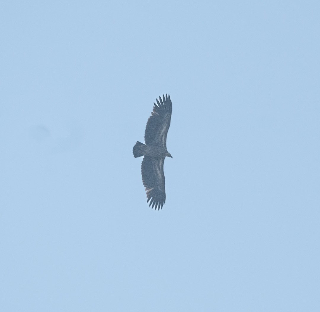 Himalayan Griffon - ML645558939