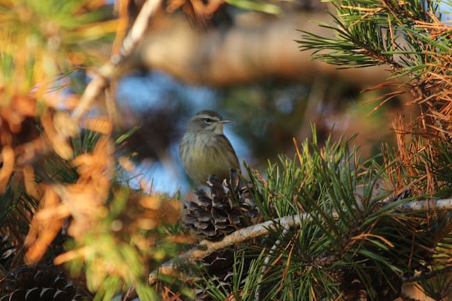 Palm Warbler - ML645558942