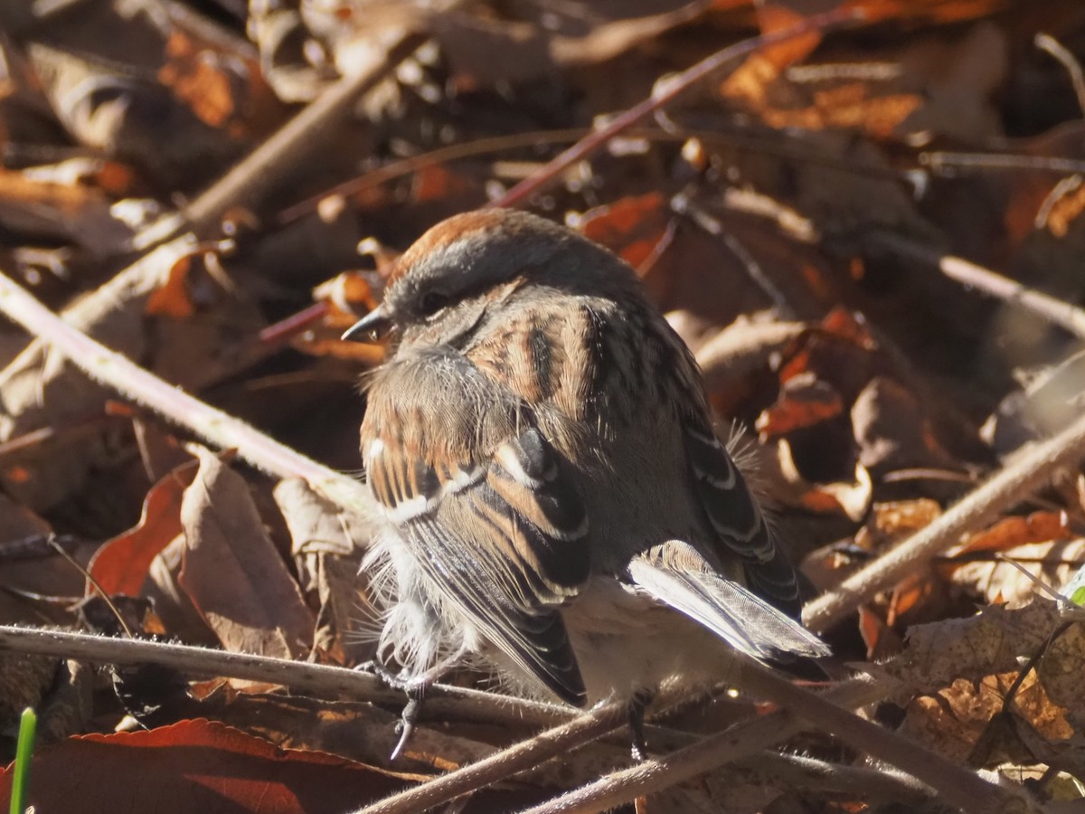 Hudson Körfezi Serçesi - ML645558943