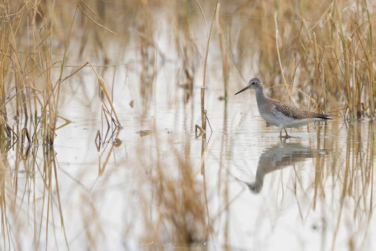 Lesser Yellowlegs - ML645558953