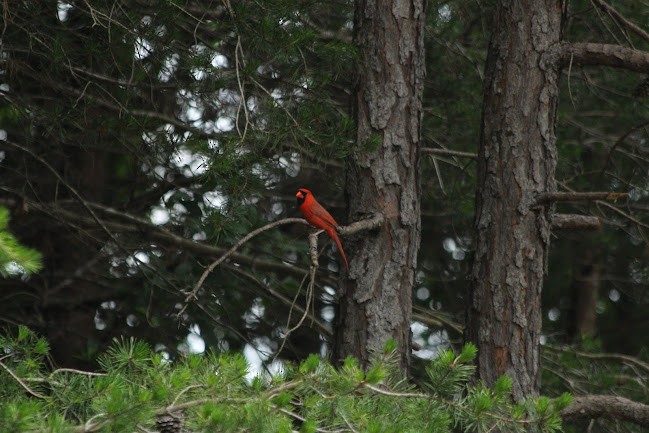 Northern Cardinal - ML645558954