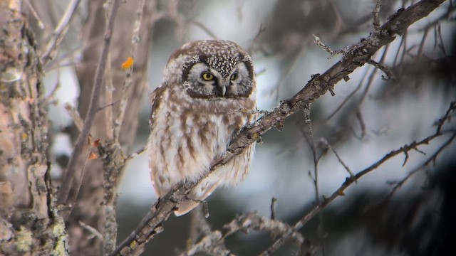 Paçalı Baykuş - ML645558956