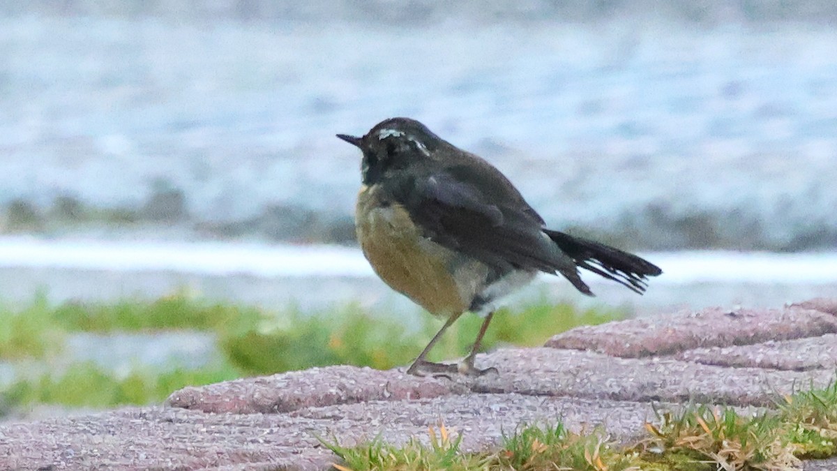 Collared Bush-Robin - ML645558980