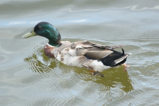 Germano reale - ML645558983