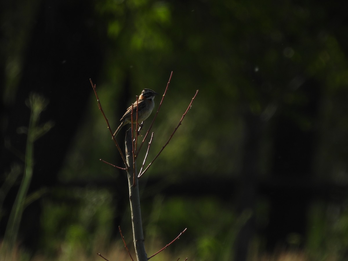 Rufous-collared Sparrow - ML645558986