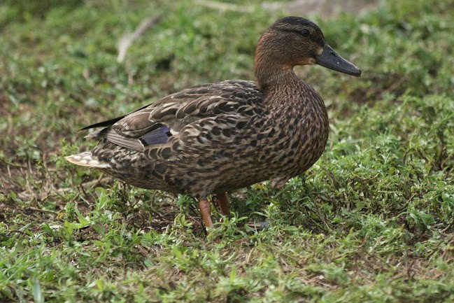 Germano reale - ML645558995