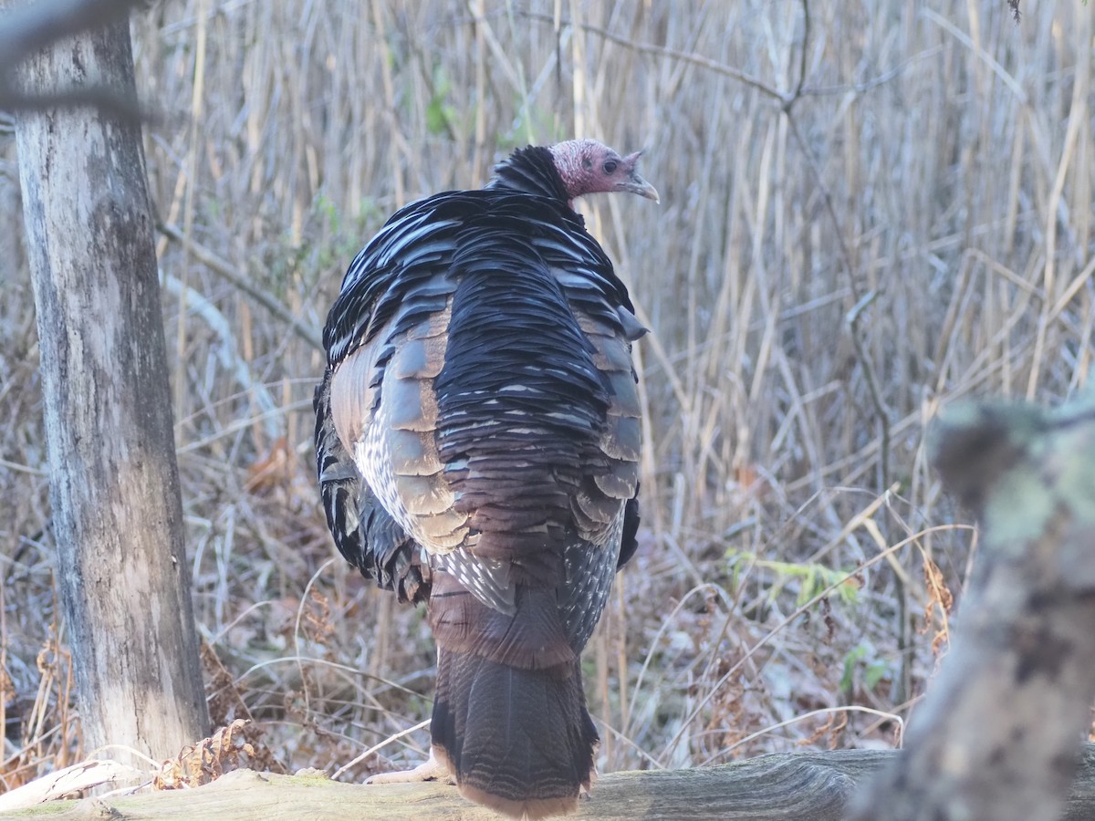 Yabani Hindi - ML645559009