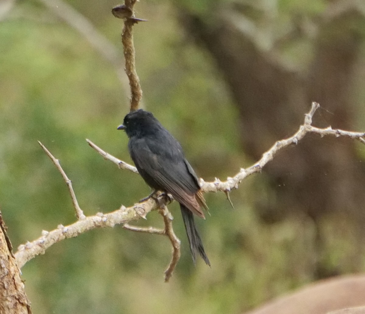 Fork-tailed Drongo (adsimilis Group) - ML645559014