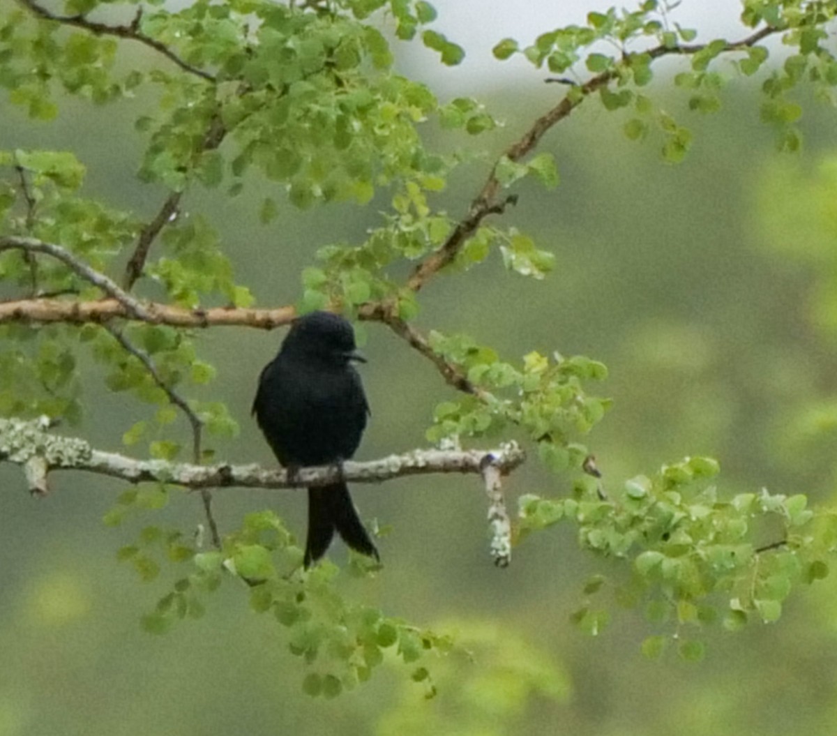 Fork-tailed Drongo (adsimilis Group) - ML645559015