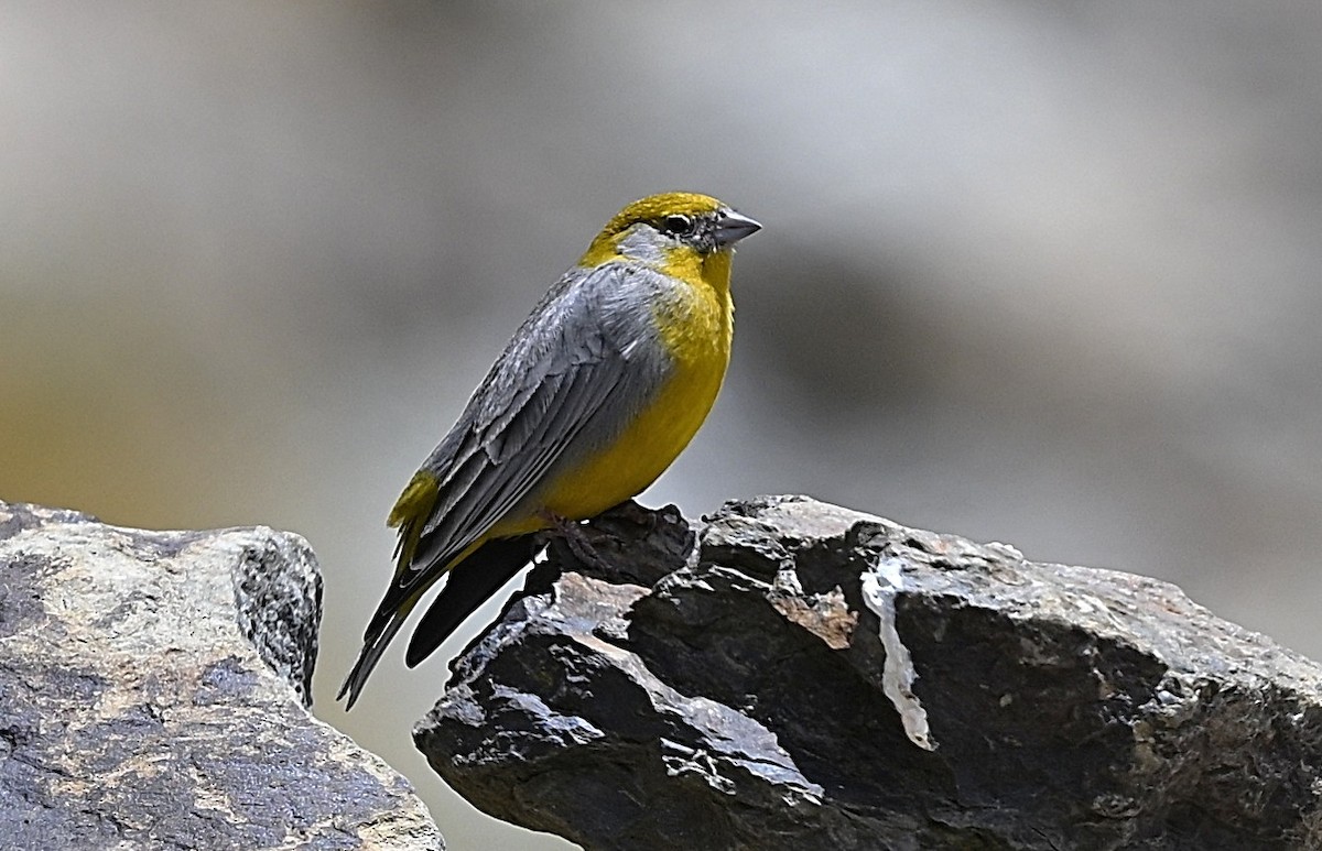 キゴシキンノジコ - ML645559016