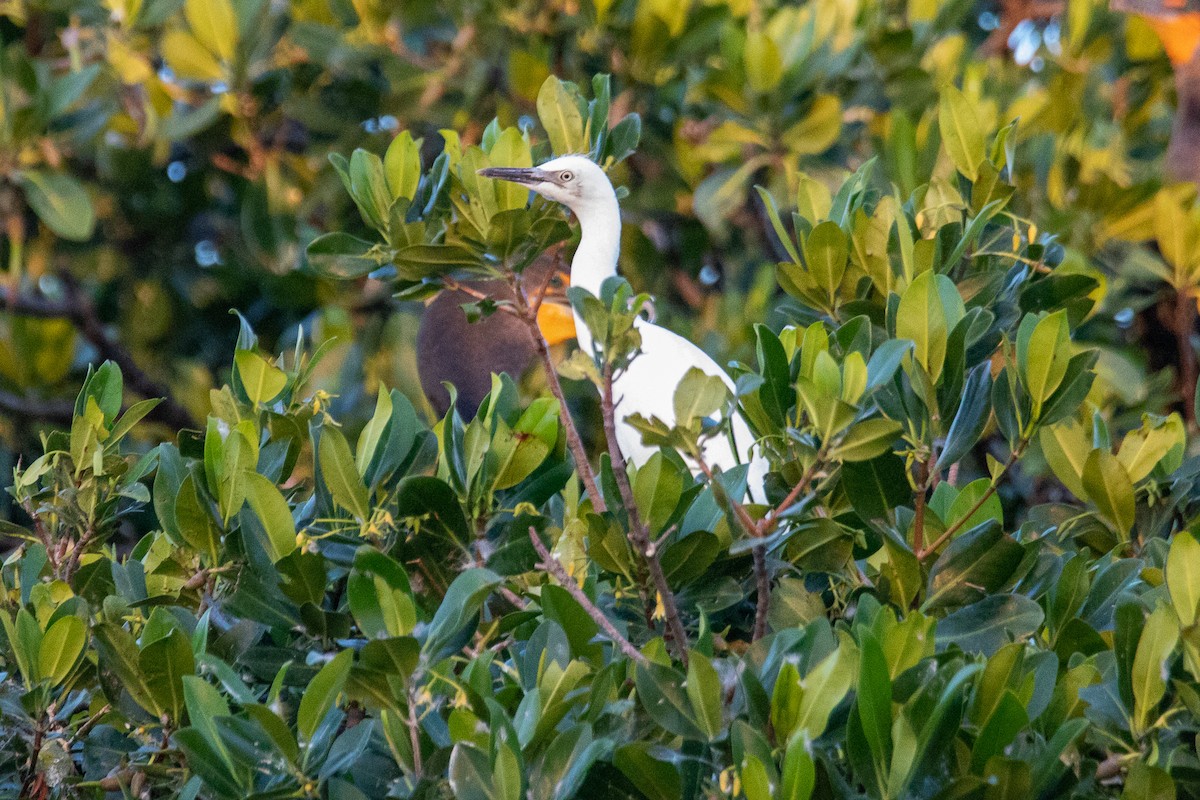 Little Blue Heron - ML645559018