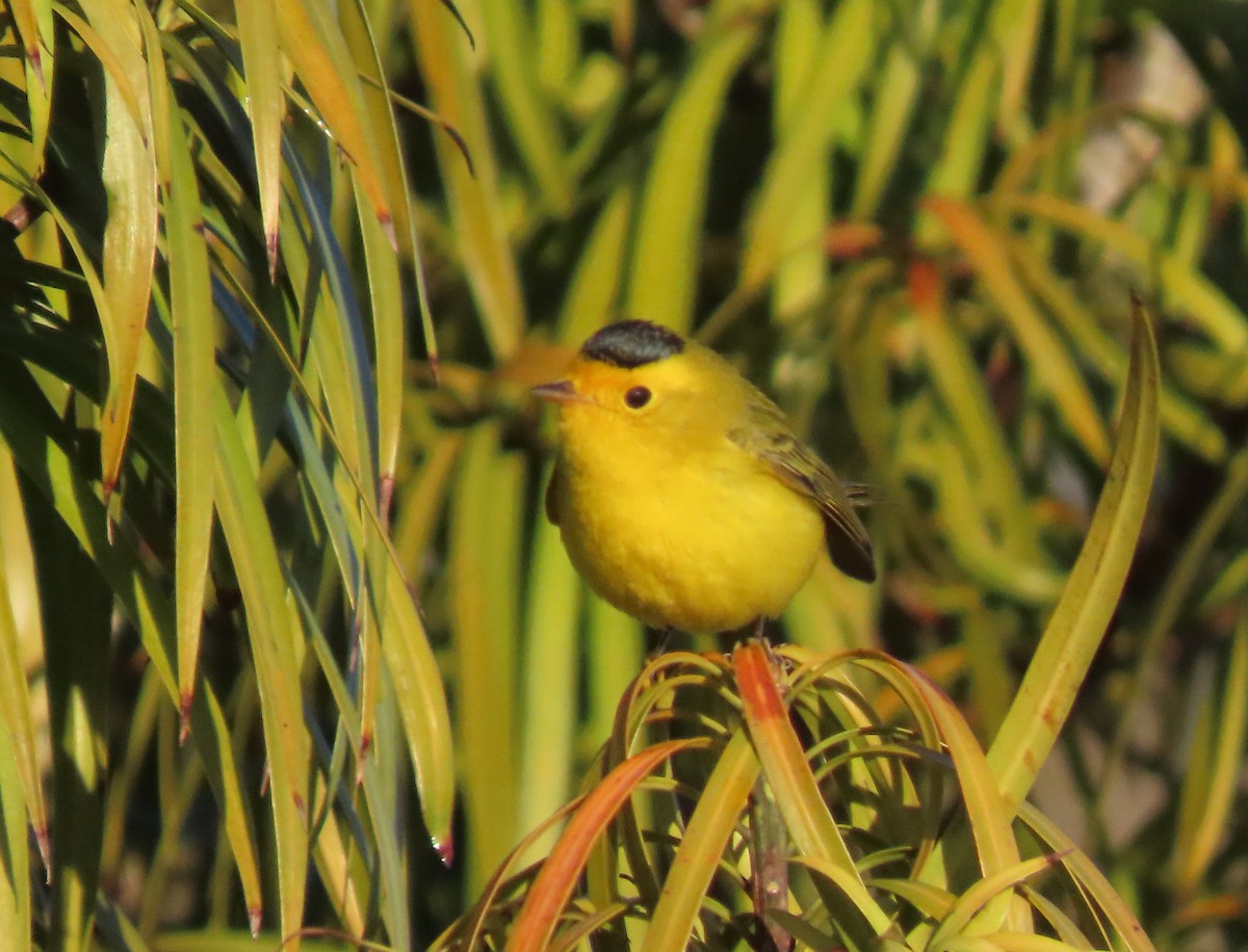 Wilson's Warbler - ML645559022