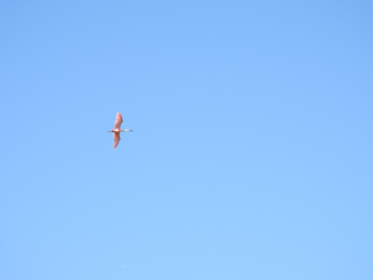 Rosalöffler - ML645559024