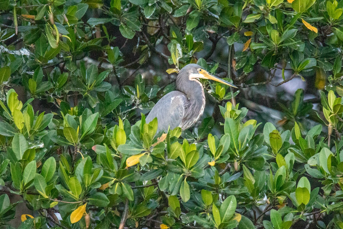 Tricolored Heron - ML645559025
