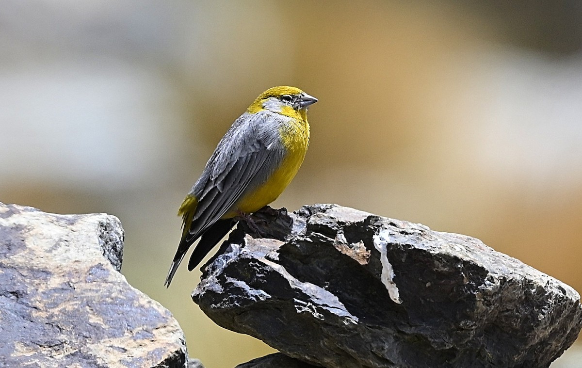 キゴシキンノジコ - ML645559026